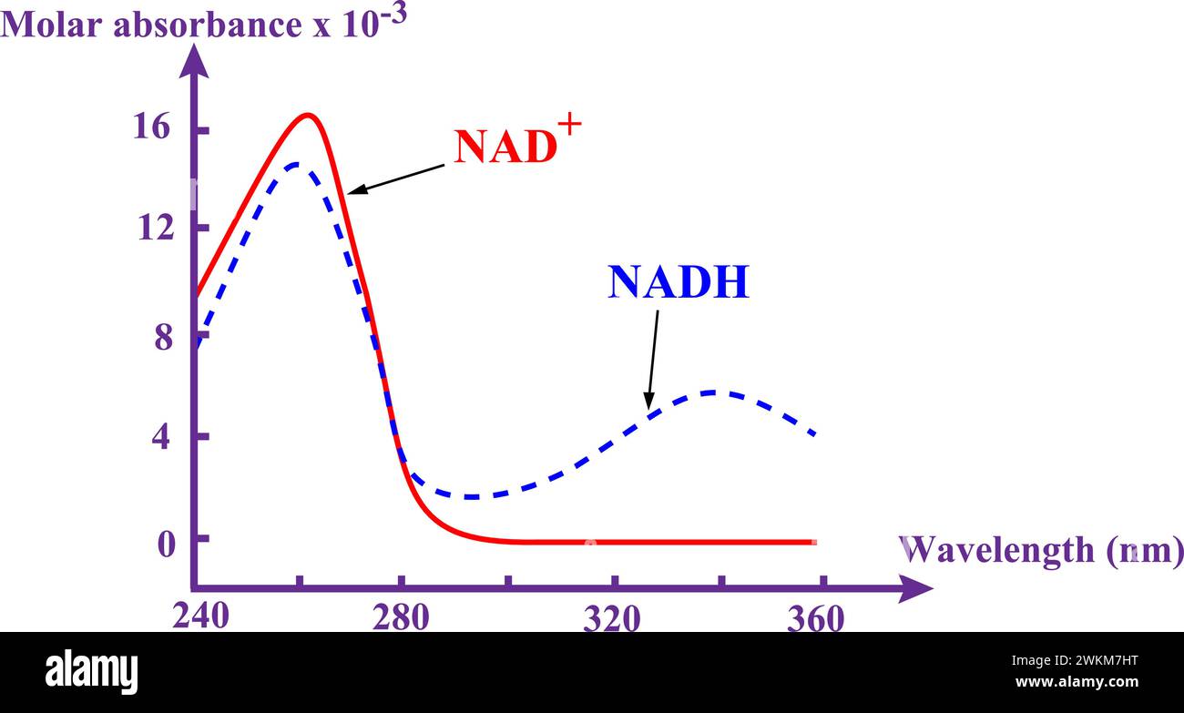 Illustrazione curva di assorbimento UV .Vector. Illustrazione Vettoriale
