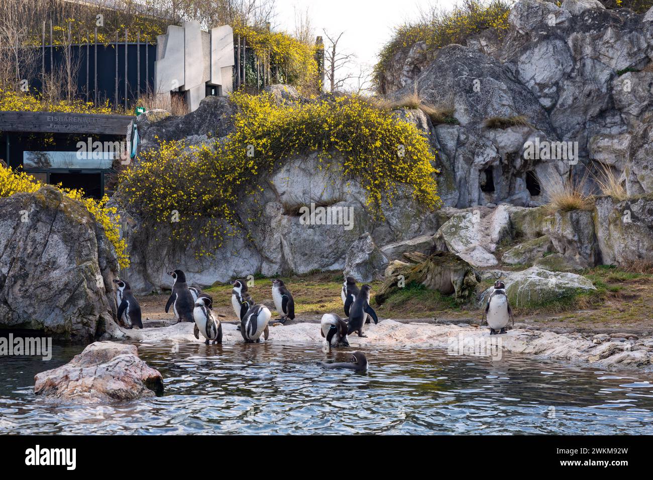 Pinguini Humboldt (Spheniscus Humboldti), presso lo zoo di Vienna, Tierpark Schoenbrunn, Vienna, Austria, l'Europa. Foto Stock