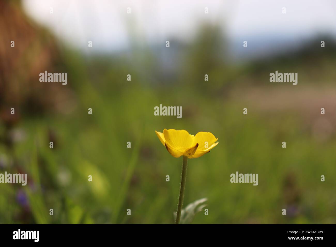 Blumen auf einer Waldwiese Foto Stock