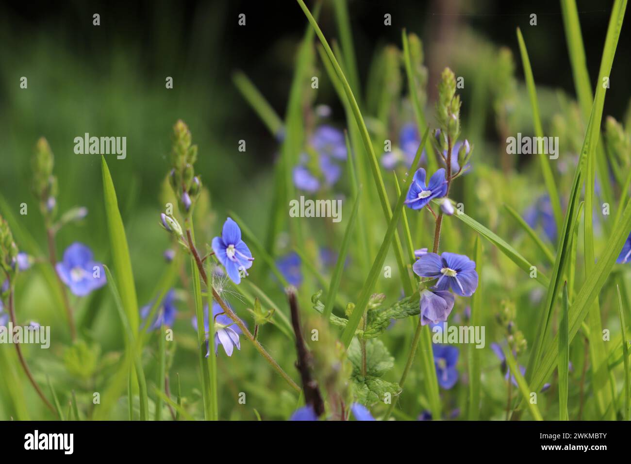 Blumen auf einer Waldwiese Foto Stock