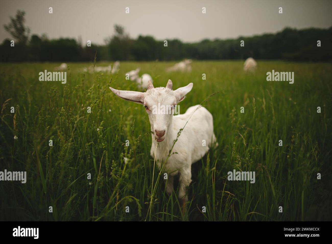 Una capra dalle corna lunghe in un campo erboso Foto Stock