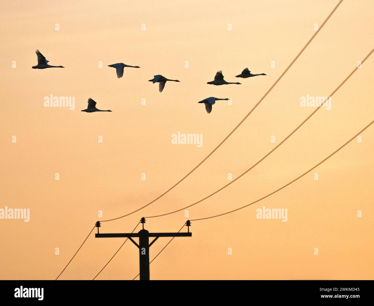 Gregge di Whooper Swan (Cygnus cygnus) che sorvolano le linee elettriche alla luce del mattino, Fens, Cambridgeshire, Inghilterra Foto Stock