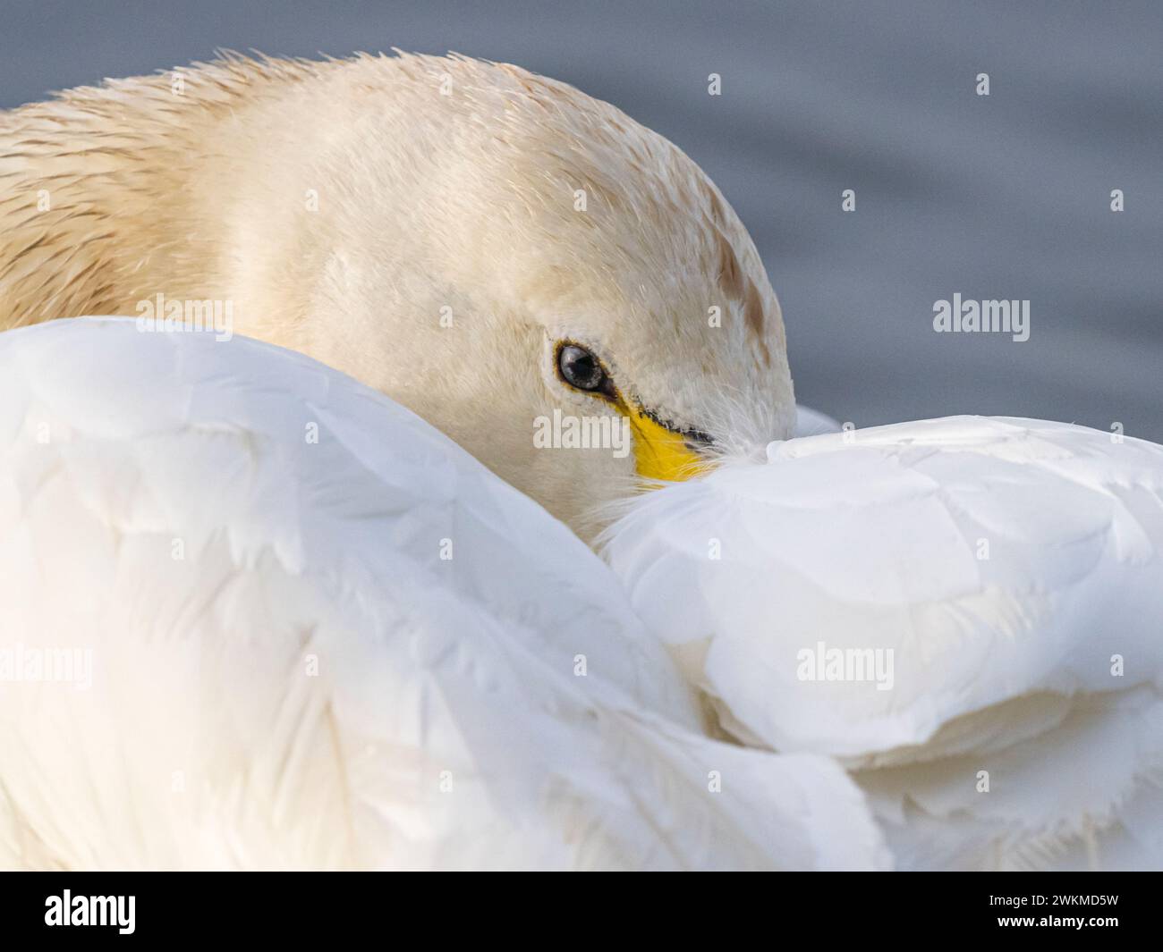 Whooper Swan (Cygnus cygnus), Ouse Washes, Welney, Norfolk, Inghilterra Foto Stock