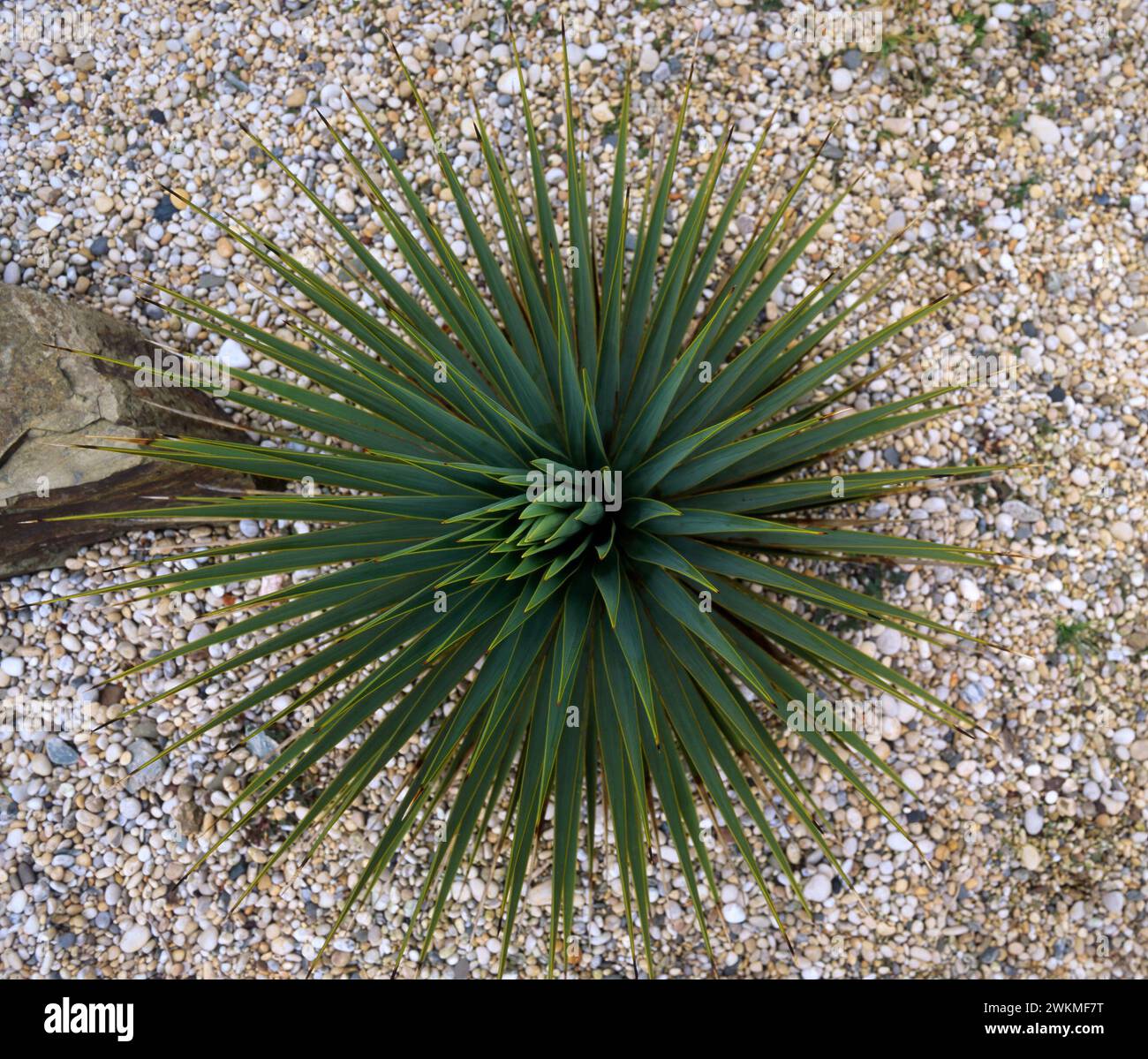 Guardando dall'alto in basso su Yucca Thompsoniana (Thompsons Yucca) che cresce in un letto di ghiaia nel giardino inglese, Inghilterra, Regno Unito Foto Stock