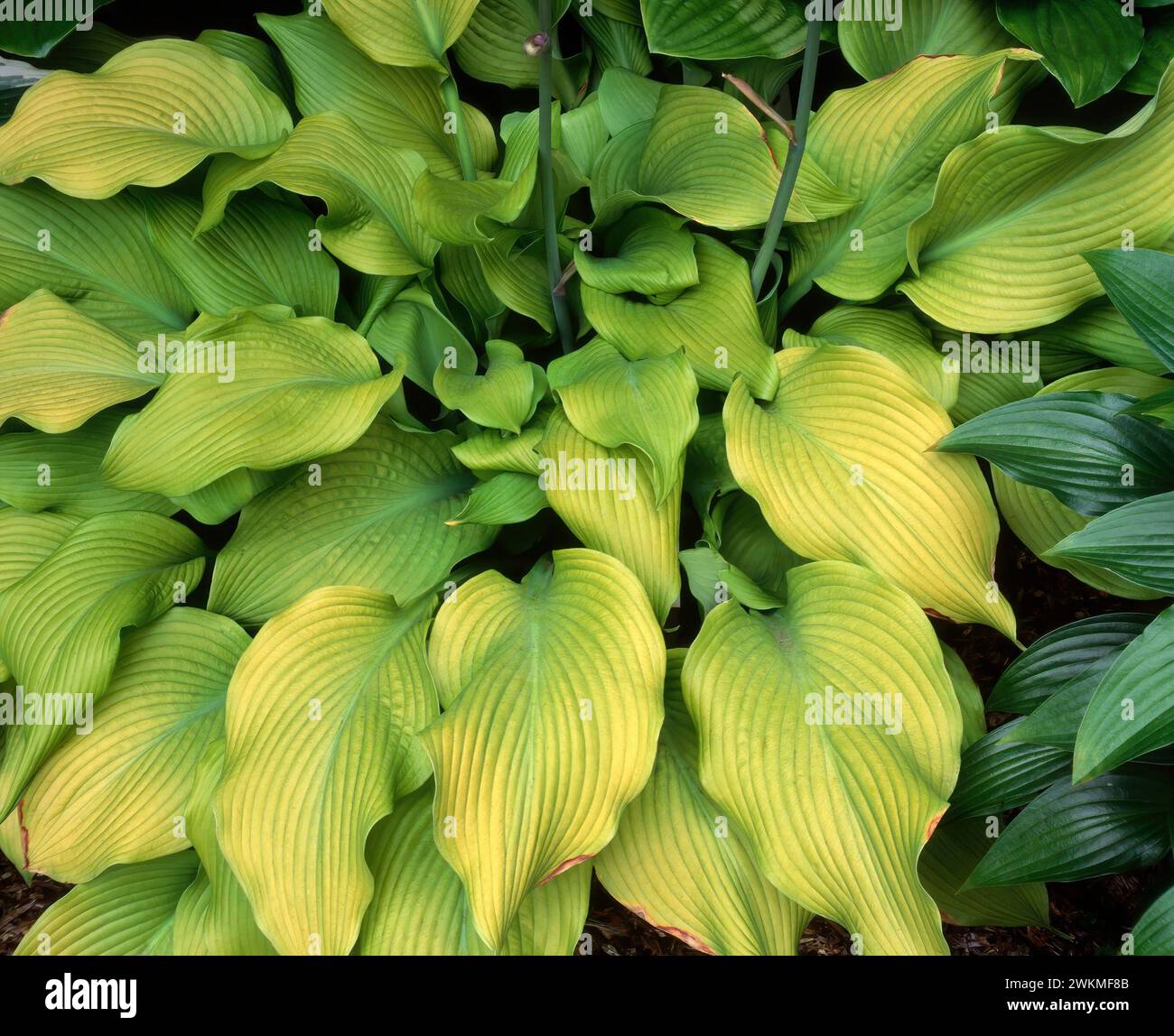 Perfetto grande fogliame verde chiaro / foglie di Hosta 'Sun Power' che cresce nel giardino inglese, Inghilterra, Regno Unito Foto Stock