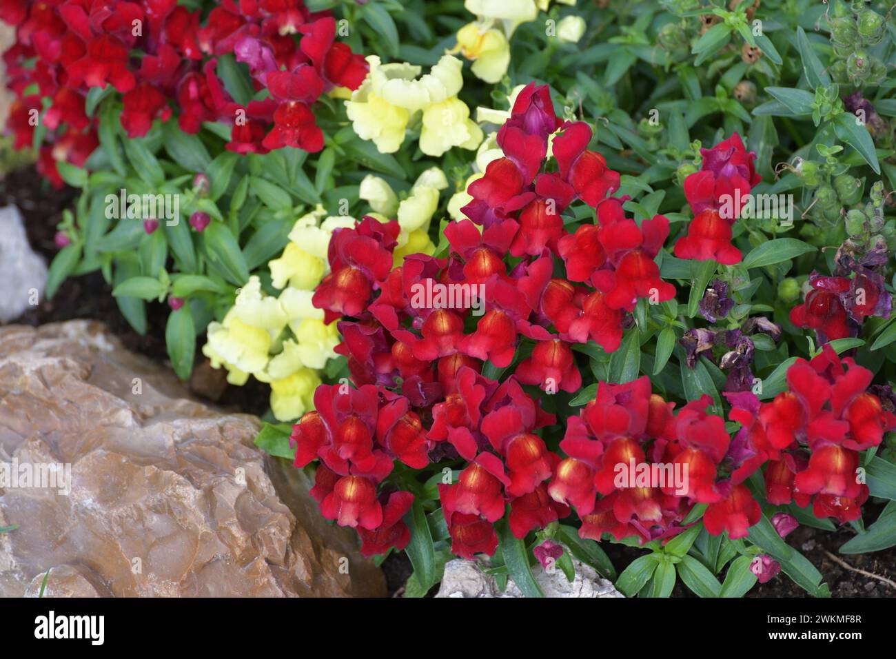 Snapdragon, Antirrhinum - piante erbacee perenni della famiglia Plantain Foto Stock