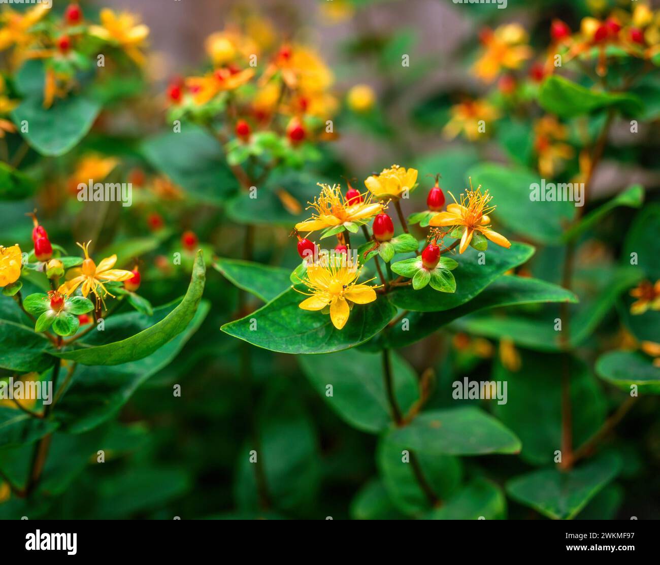 Yellow Hypericum androsaemum "Orange Flair" / Hypericum x inodorum "Orange Flair" fiori e bacche rosse, che crescono nel giardino inglese, Inghilterra, Regno Unito Foto Stock