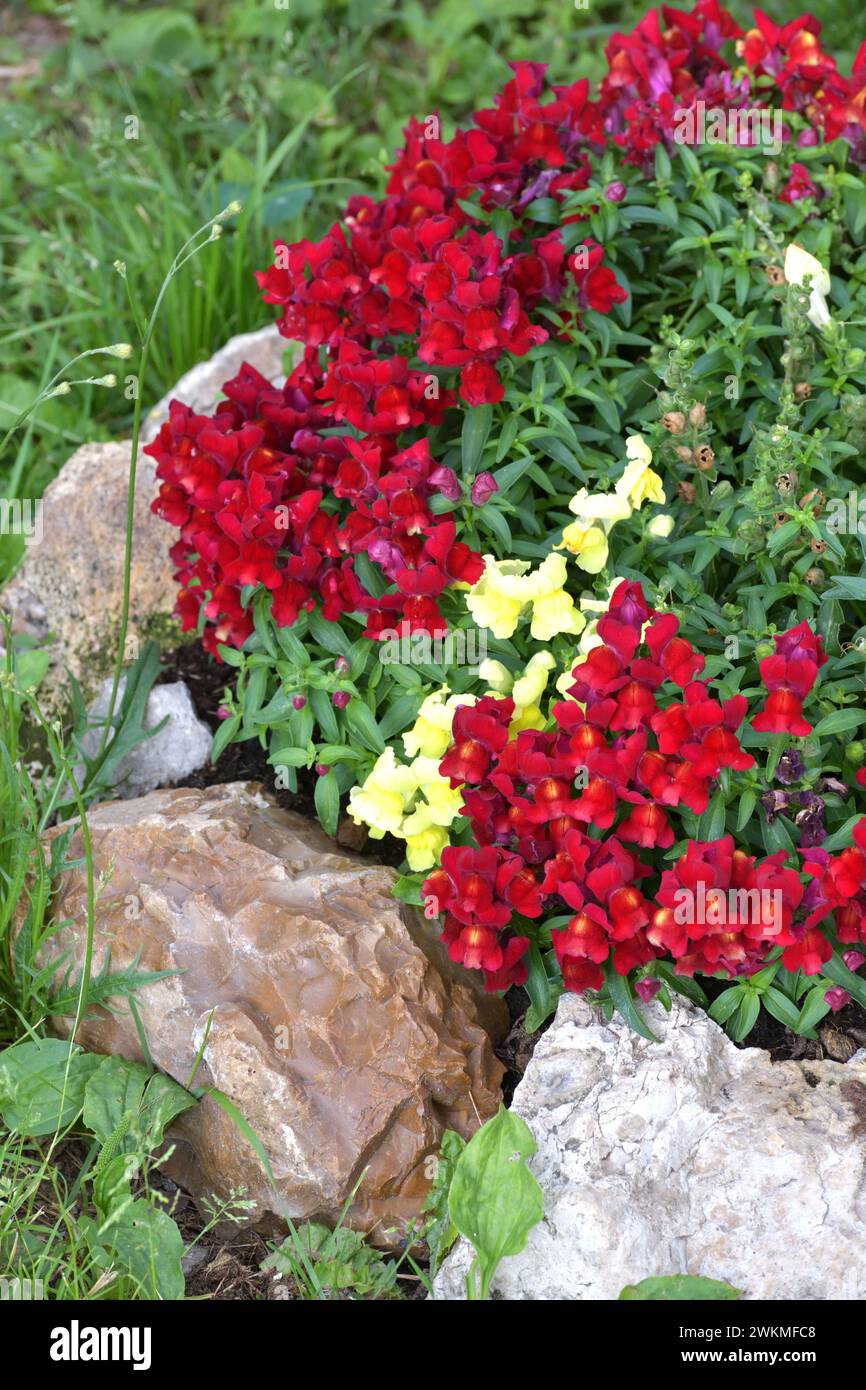 Snapdragon, Antirrhinum - piante erbacee perenni della famiglia Plantain Foto Stock
