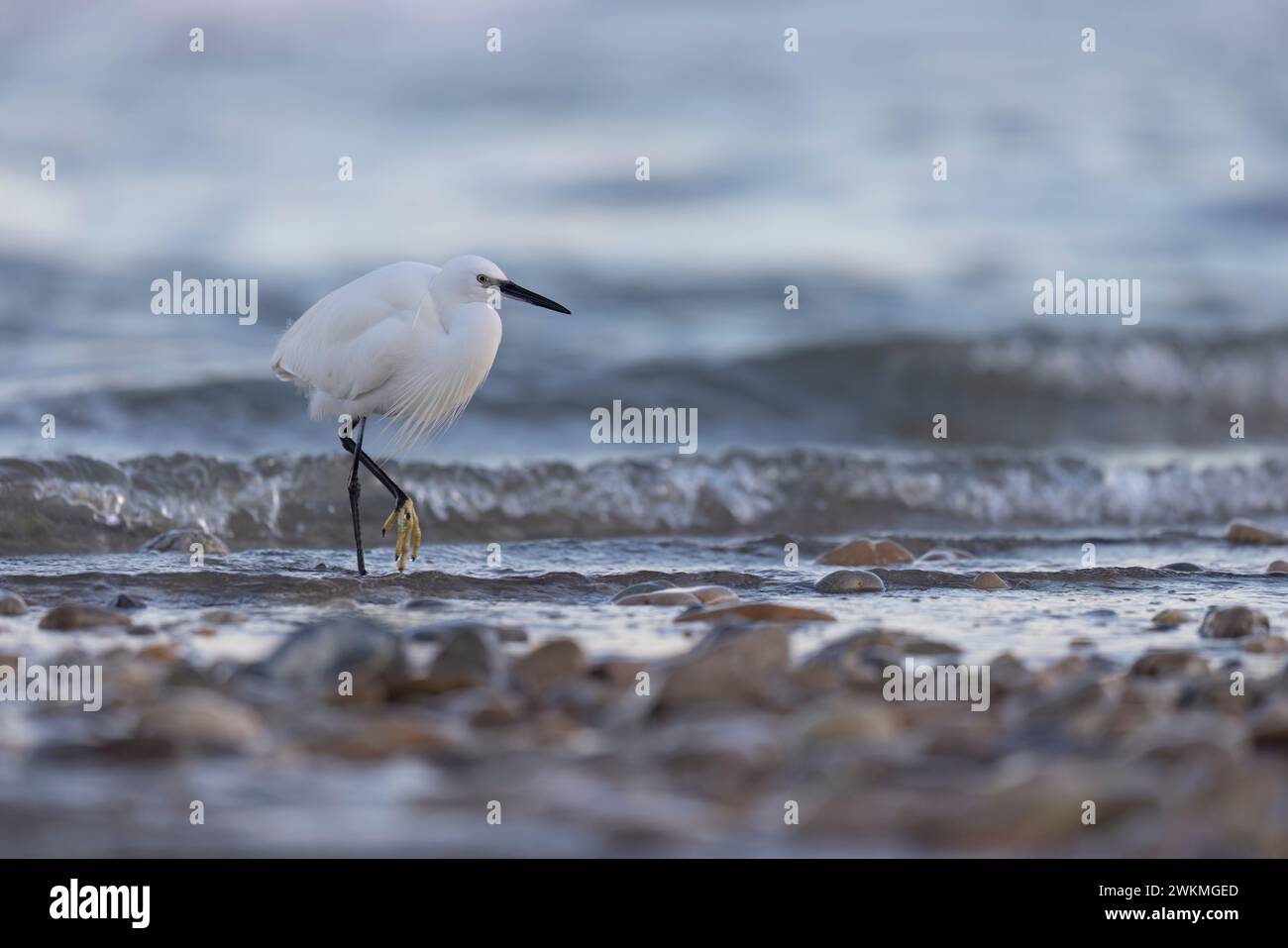 La piccola egret (Egretta garzetta), piccolo airone della famiglia Ardeidae Foto Stock