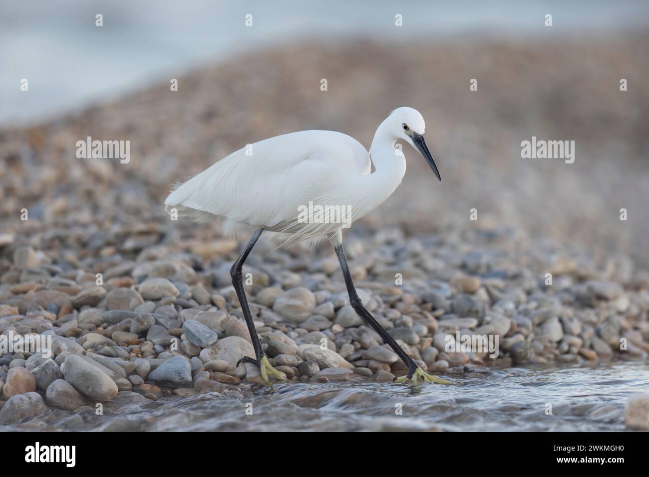 La piccola egret (Egretta garzetta), piccolo airone della famiglia Ardeidae Foto Stock