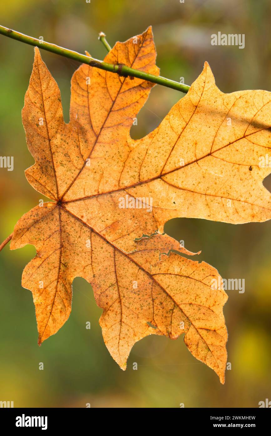 Bigleaf maple leaf sulla scia di dieci cade, Silver Falls State Park, Oregon Foto Stock