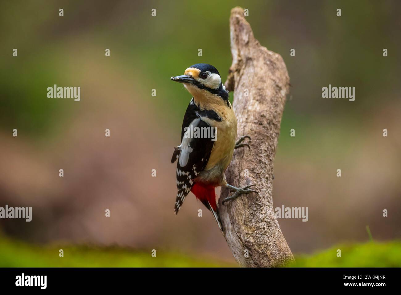 Primo piano di un picchio rosso maggiore bird, Dendrocopos major, arroccato in una foresta nella stagione estiva Foto Stock