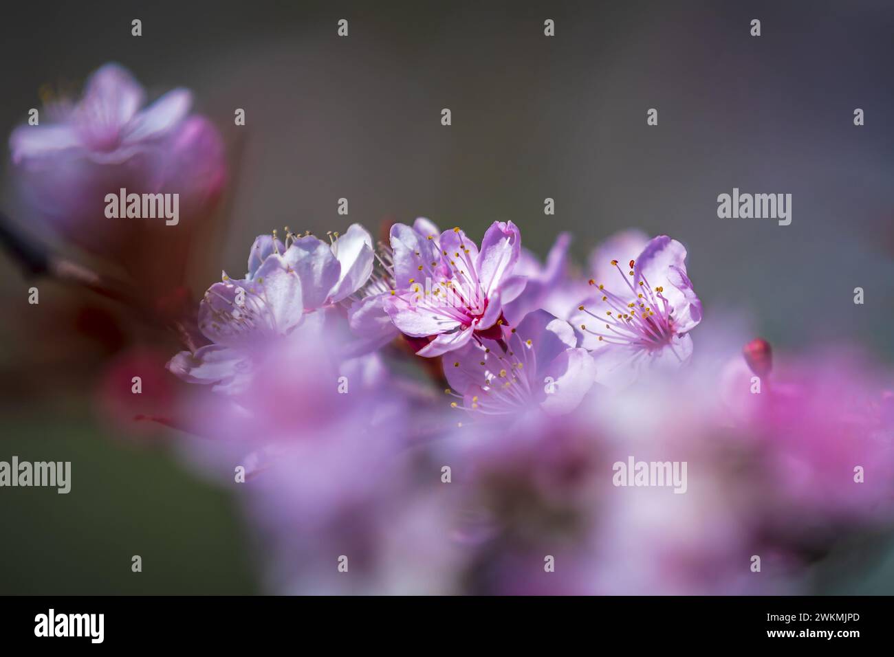 Primo piano del Prunus cerasifera noto come prugna di ciliegio, prugna di mirobalano che fiorisce in primavera. Splendida fioritura in pieno giorno. Foto Stock