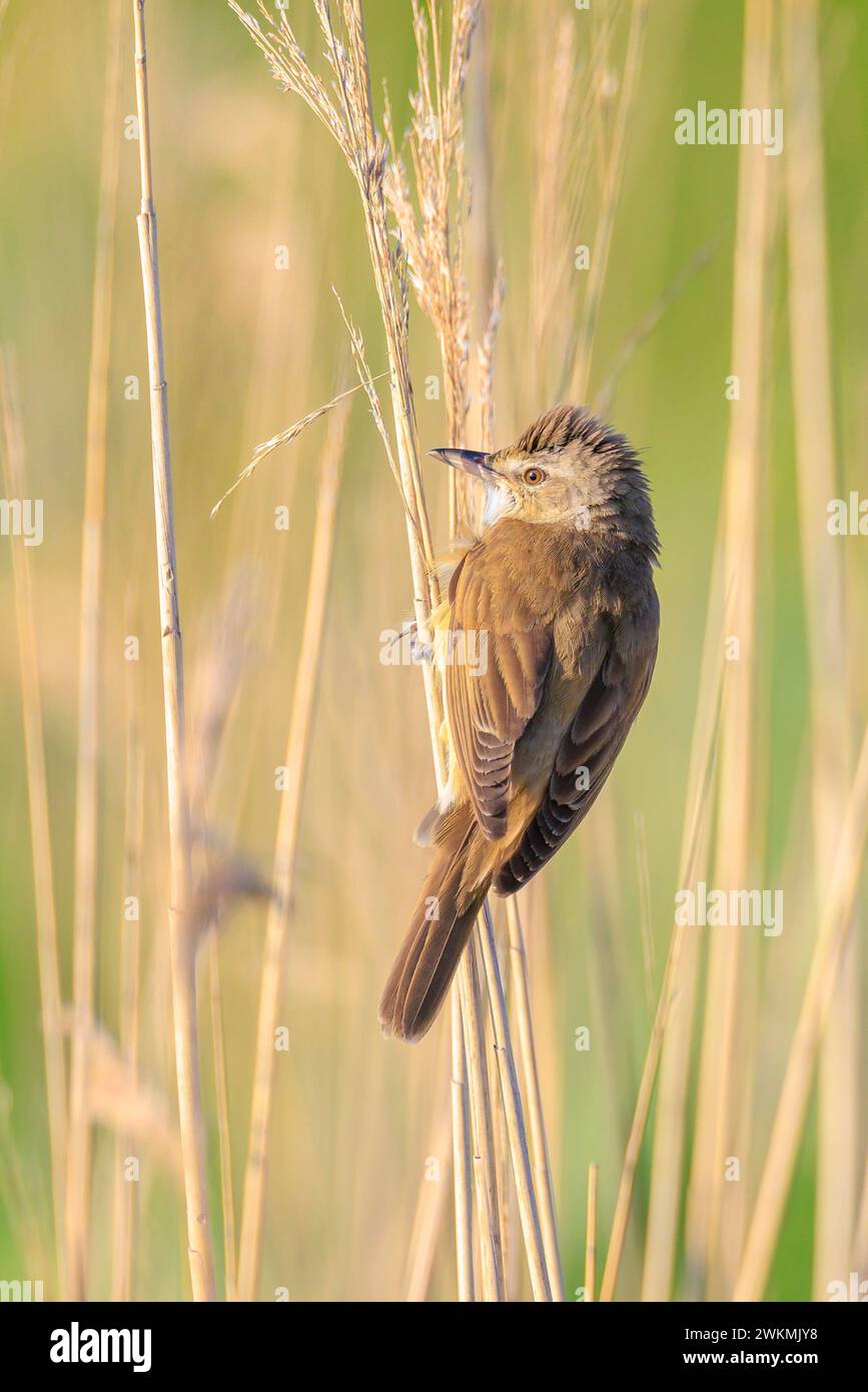 Primo piano di una grande parula di canna, acrocephalus arundinaceus, canto di uccelli nelle canne durante il sole primaverile del mattino presto Foto Stock