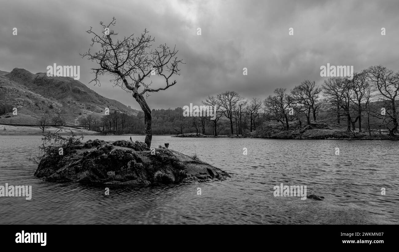 Immagine in bianco e nero di Lone Tree a Rydal Water, Lake District Foto Stock