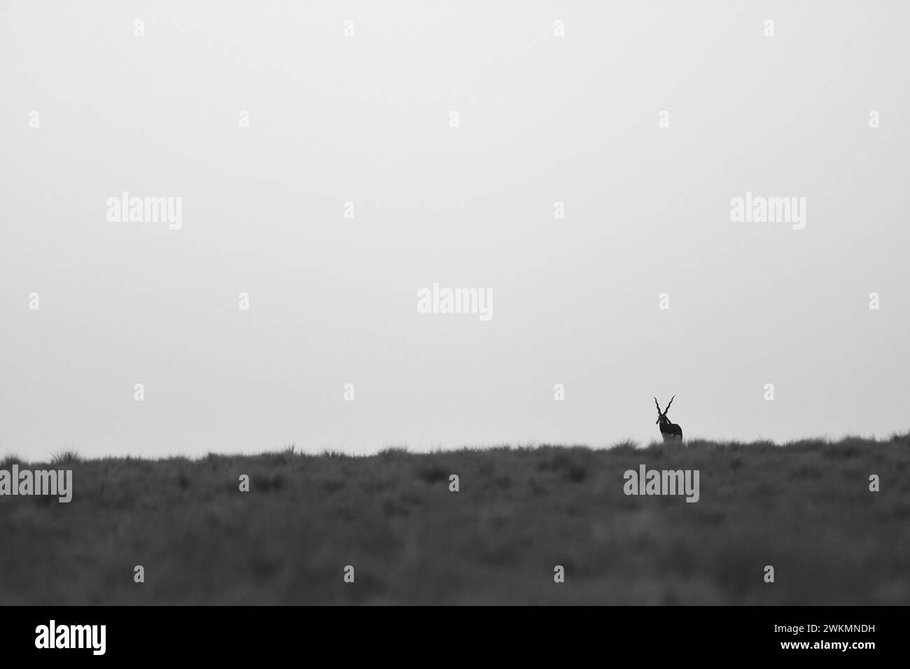Maschio Blackbuck Antelope nella pianura di Pampas, provincia di la Pampa, Argentina Foto Stock