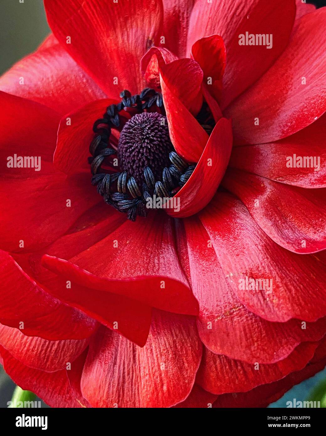 Primo piano di un fiore rosso setoso con centro nero Foto Stock