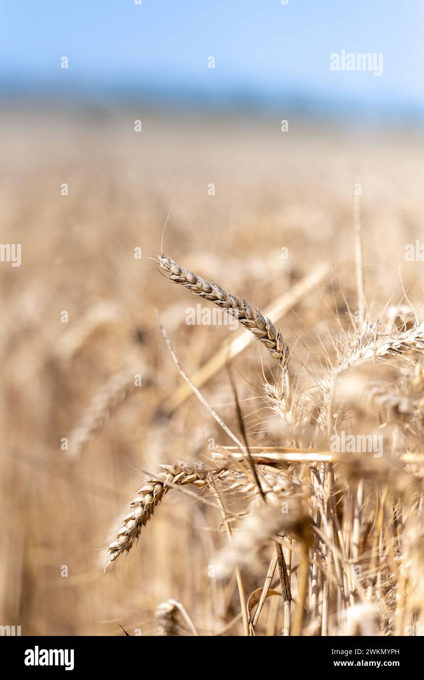 Teste di orzo maturo pronte per la raccolta, North Yorkshire, Regno Unito. Foto Stock