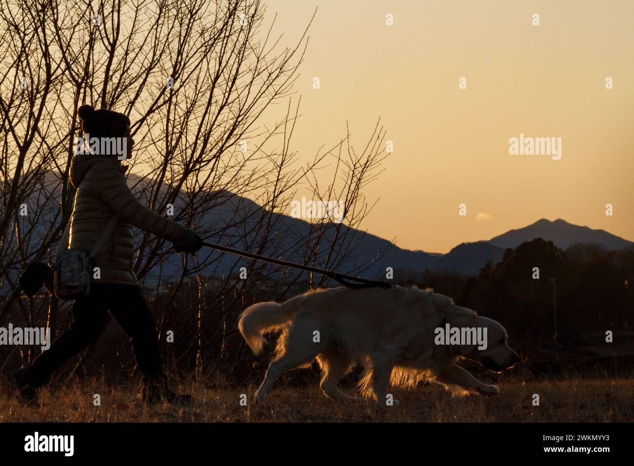 Una donna giapponese, in silhouette, cammina con il suo cane Golden retriever nel parco Oyamada Ryokuchi, Machida, Tokyo, Giappone. Foto Stock