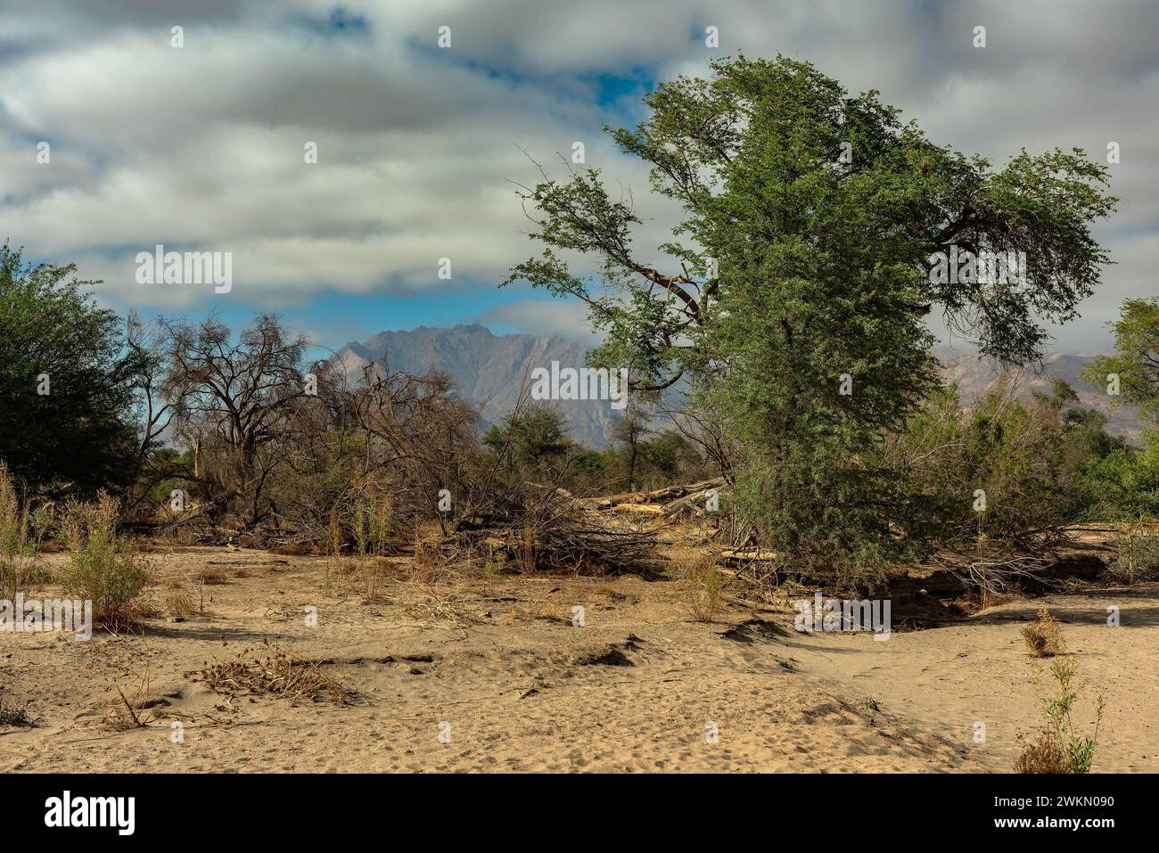 Vegetazione sul fiume asciutto Ugab, Namibia Foto Stock