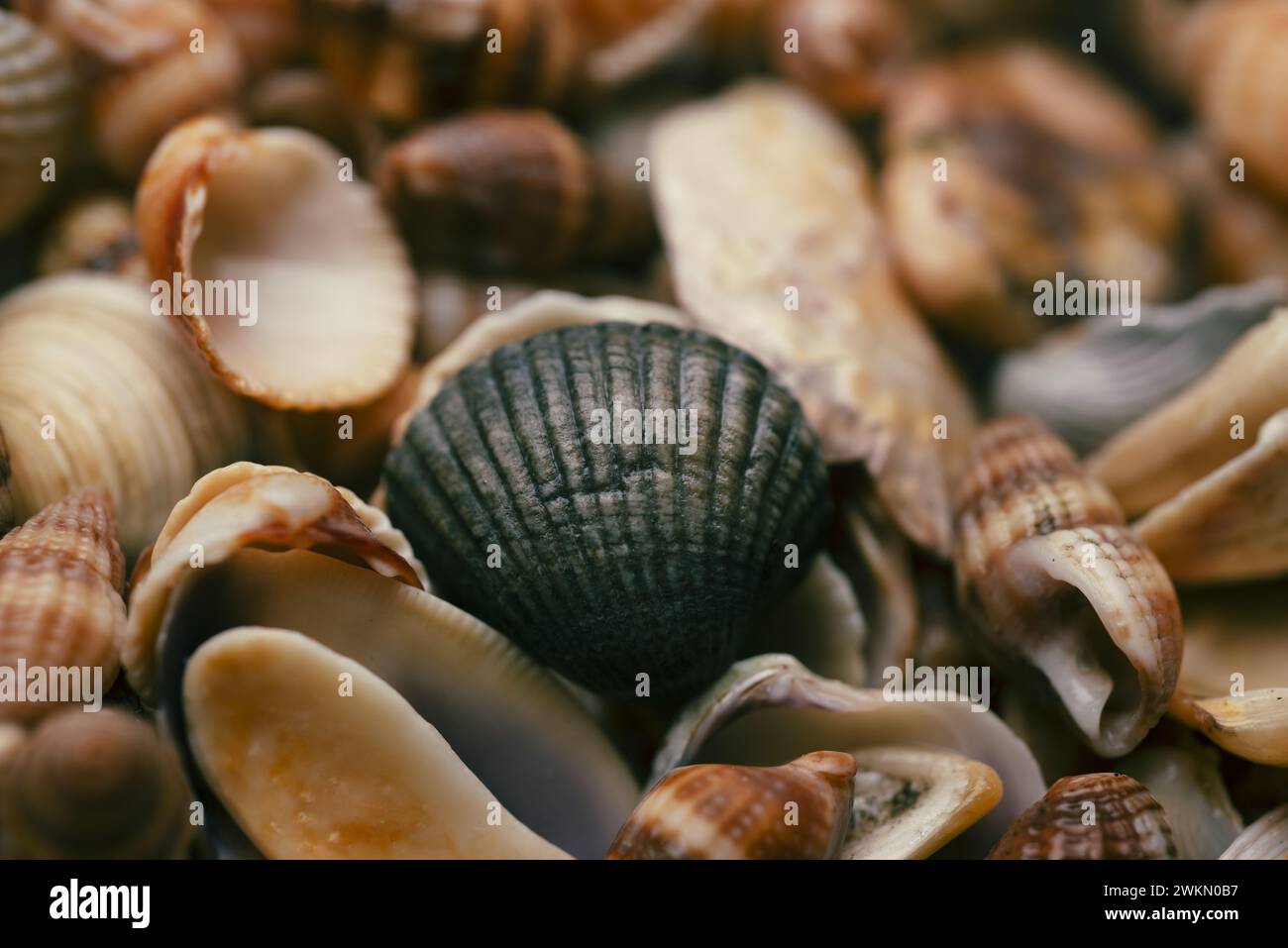 Schema conchiglie marine. Storia di Seashell. Conchiglie oceaniche. Sfondo conchiglie. Consistenza delle conchiglie marine Foto Stock