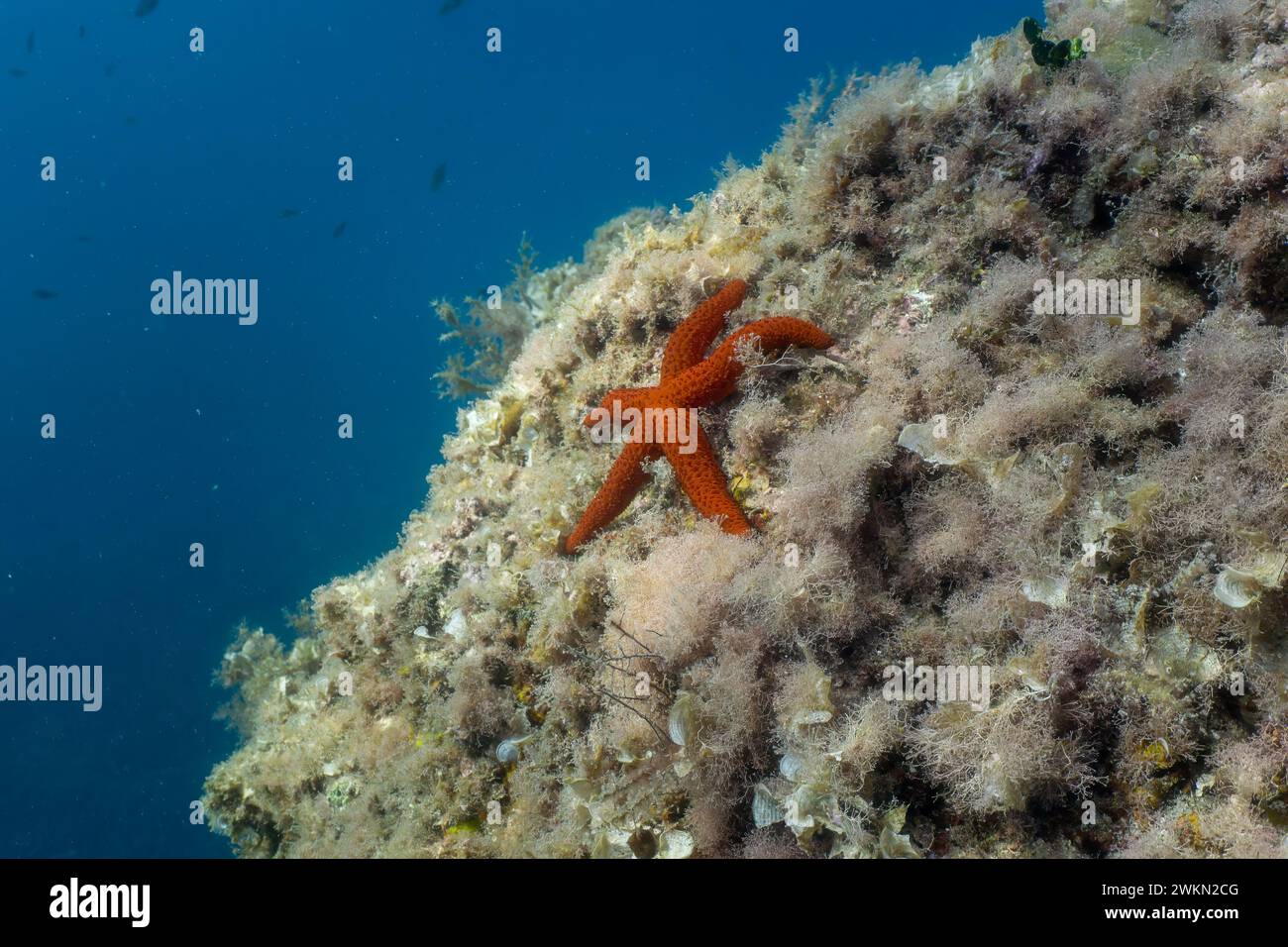 Una stella marina su una roccia ricoperta di alghe sott'acqua. Foto di alta qualità Foto Stock