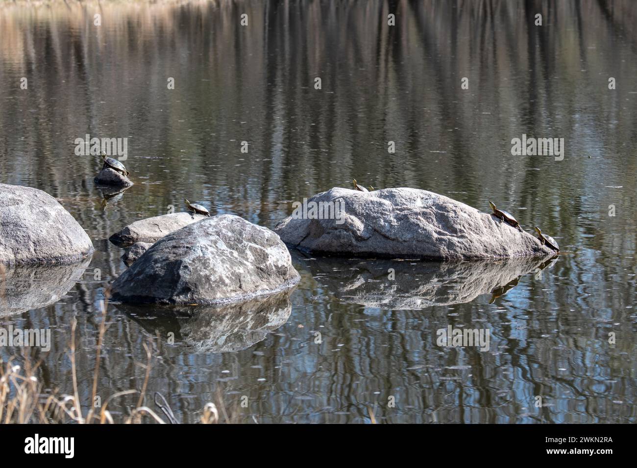 Little Canada, Minnesota. Sei tartarughe occidentali dipinte (Chrysemys picta bellii) che prendono il sole sulle rocce in uno stagno. Foto Stock