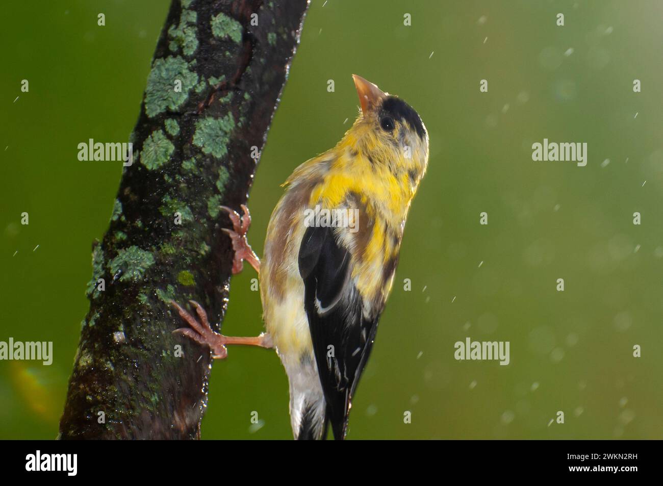 Vadnais Heights, Minnesota. Muta male American goldfinch, Spinus tristis inizia a cambiare nel suo piumaggio invernale. Foto Stock