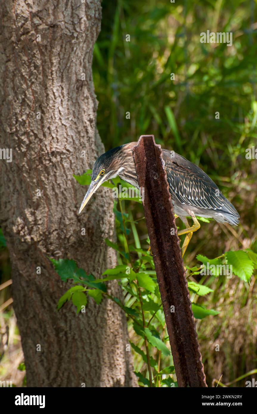 Vadnais Heights, Minnesota. Foresta di John H. Allison... Un Heron verde, Butorides virescens cacciando da un palo arrugginito nel bosco. Foto Stock