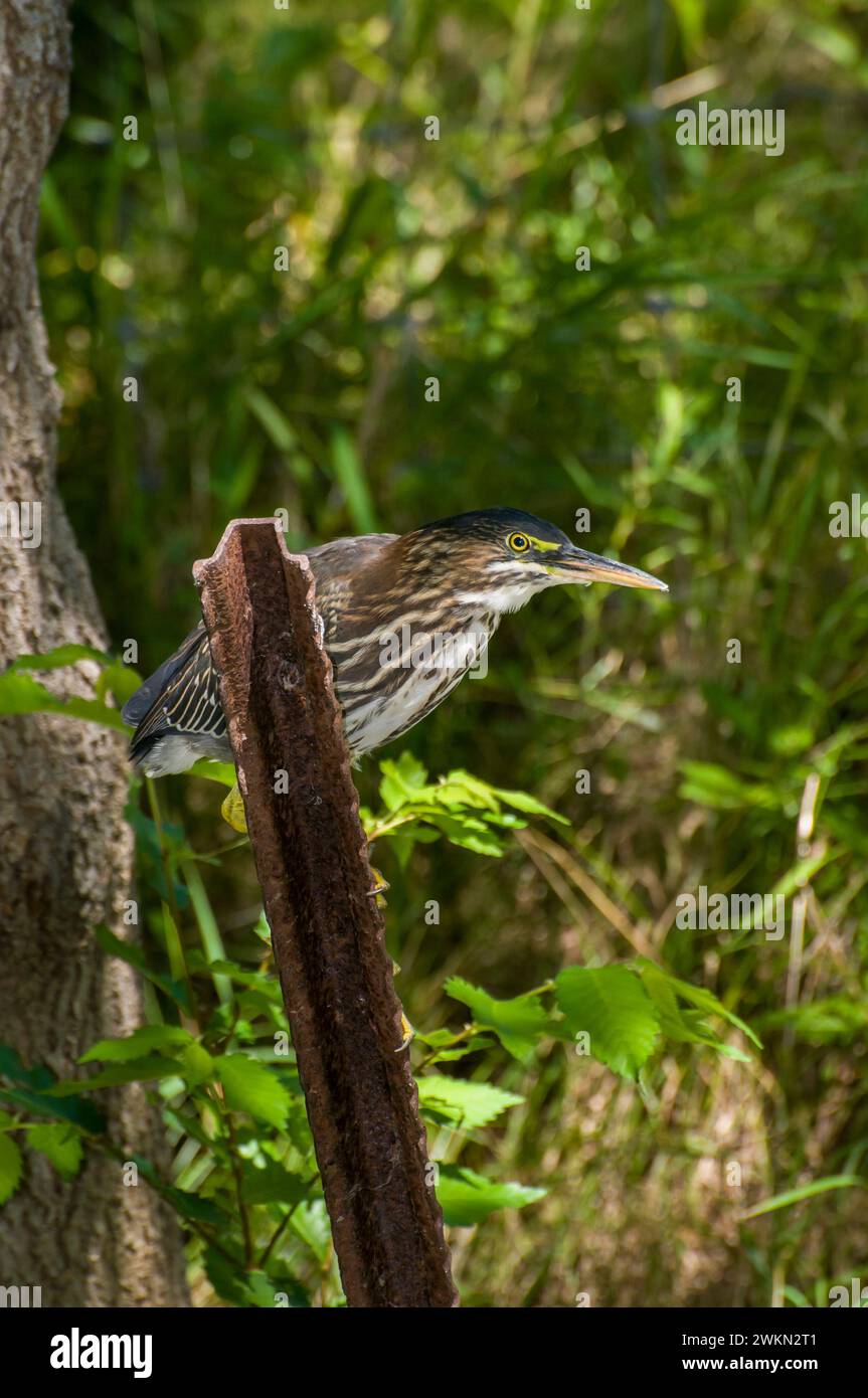 Vadnais Heights, Minnesota. Foresta di John H. Allison... Un Heron verde, Butorides virescens cacciando da un palo arrugginito nel bosco. Foto Stock