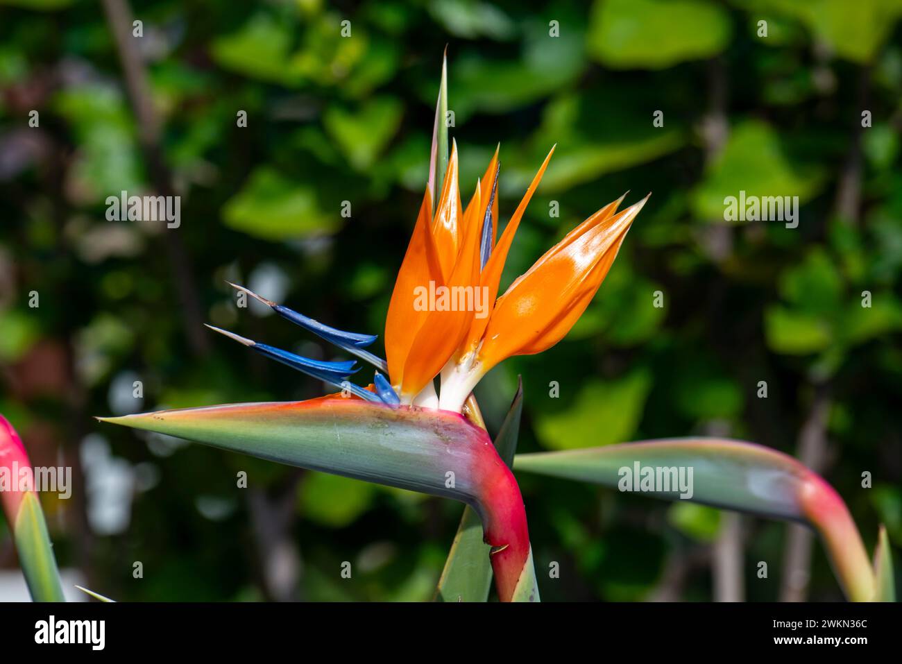 Laguna Beach, California. Splendida immagine di un fiore di un uccello del Paradiso, Strelitzia reginae, chiamato anche il fiore della gru. Foto Stock