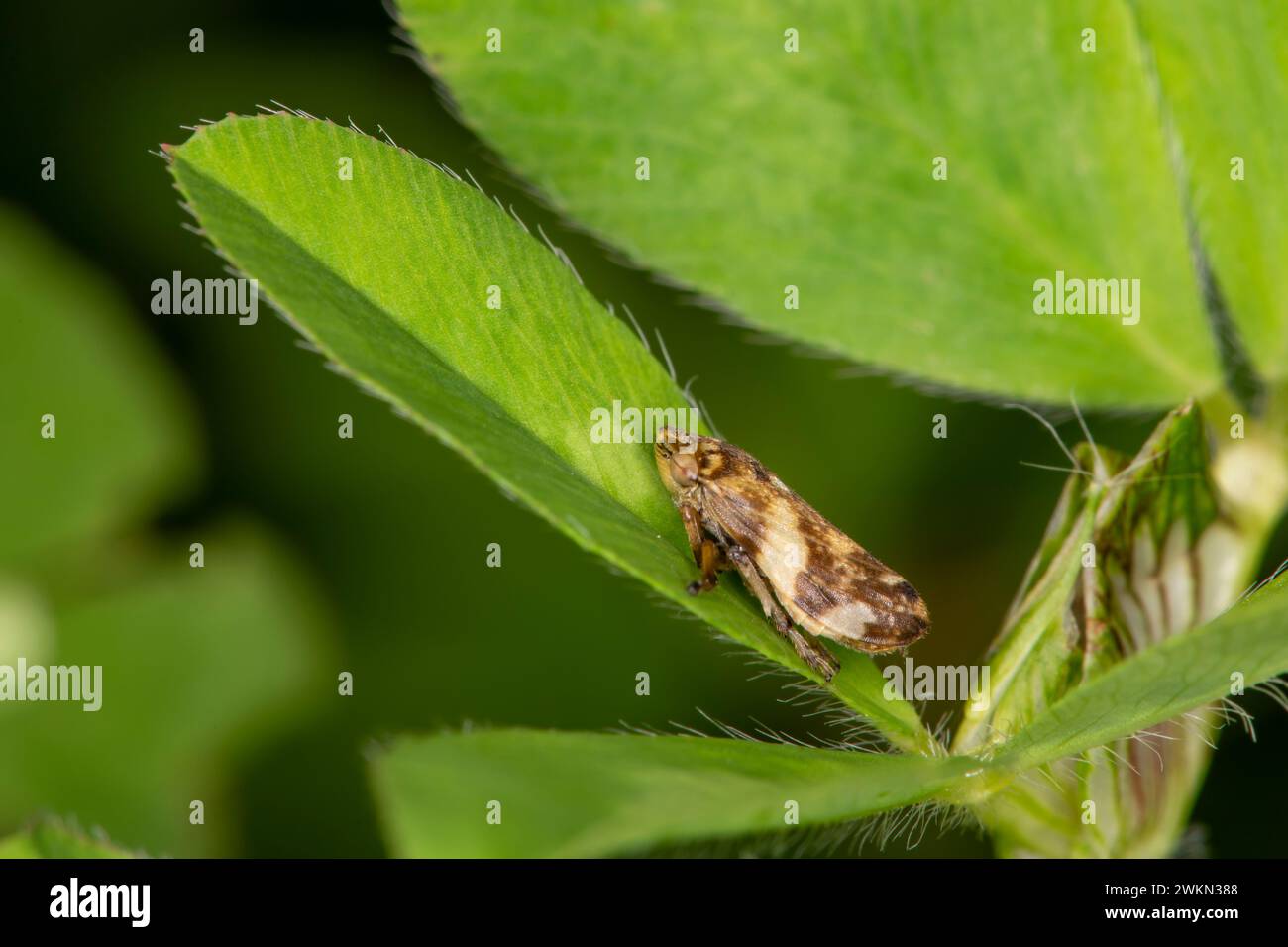 Lansing, Kansas. Percorso di Angel Falls. Meadow Spittlebug, Philaenus spumarius su Greater Bird's-Foot-Trefoil Foto Stock