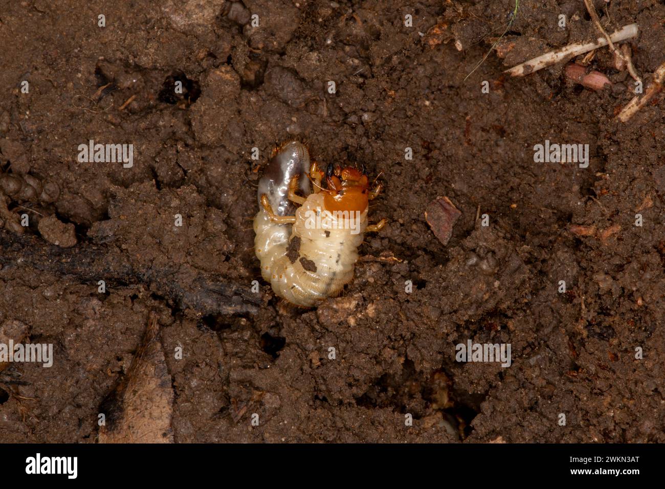 Lansing, Kansas. Verme bianco trovato sotto una roccia. I vermi sono le larve immature di diverse specie di scarabeo. Sono estremamente destru Foto Stock
