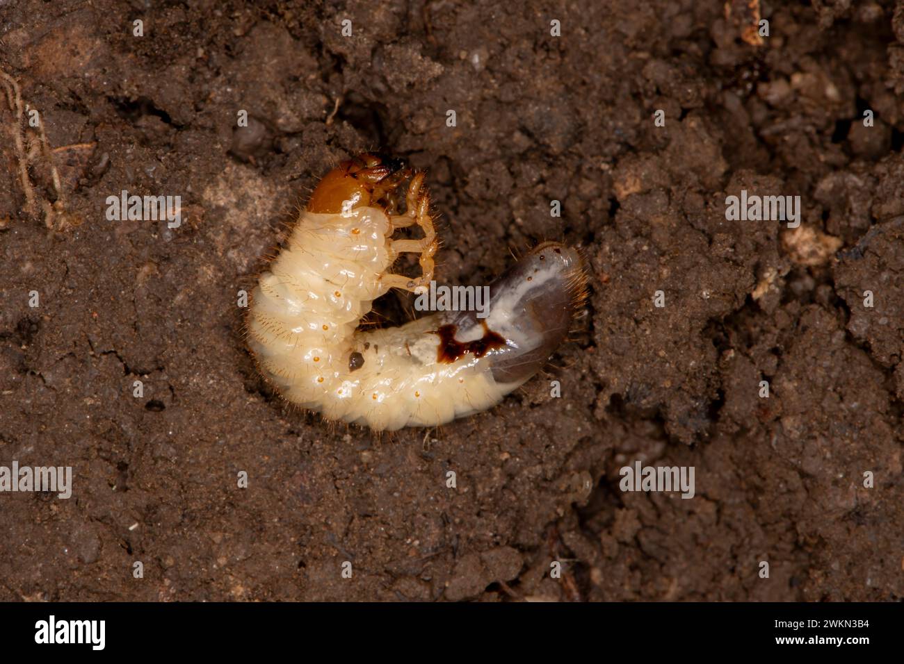 Lansing, Kansas. Verme bianco trovato sotto una roccia. I vermi sono le larve immature di diverse specie di scarabeo. Sono estremamente destru Foto Stock
