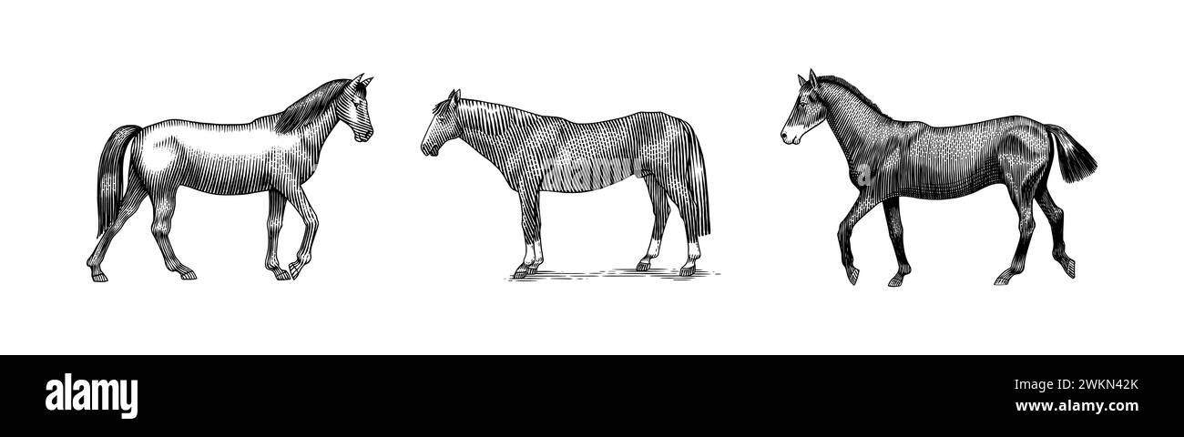 Una serie di cavalli in pose diverse su sfondo bianco. Animale disegnato a mano. Schizzo del contorno del taglio di legno. Illustrazione vettoriale incisa per logo e tatuaggi Illustrazione Vettoriale
