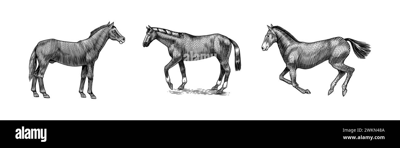 Una serie di cavalli in pose diverse su sfondo bianco. Animale disegnato a mano. Schizzo del contorno del taglio di legno. Illustrazione vettoriale incisa per logo e tatuaggi Illustrazione Vettoriale