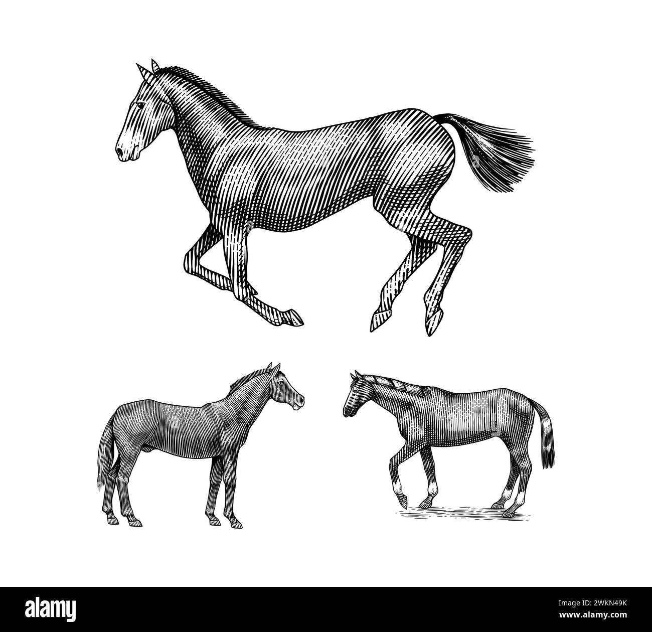Una serie di cavalli in pose diverse su sfondo bianco. Animale disegnato a mano. Schizzo del contorno del taglio di legno. Illustrazione vettoriale incisa per logo e tatuaggi Illustrazione Vettoriale