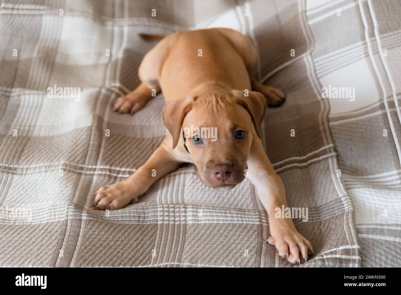 Cane Pitbull, cucciolo, che gioca felicemente sdraiato su un letto. Carino animale domestico. Foto Stock