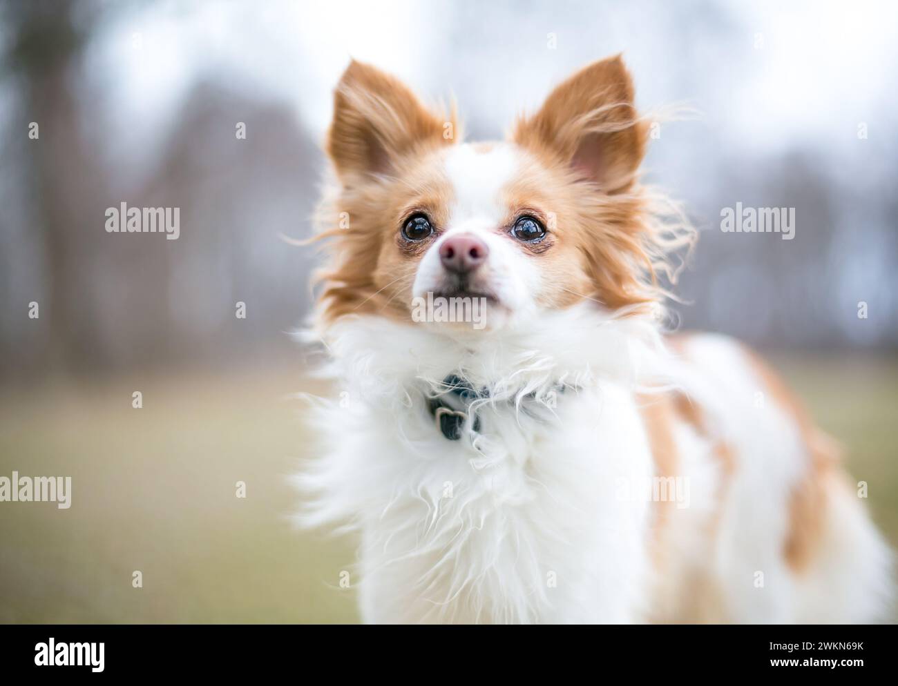 Un simpatico cane rosso e bianco di razza mista Chihuahua x Papillon dai capelli lunghi Foto Stock