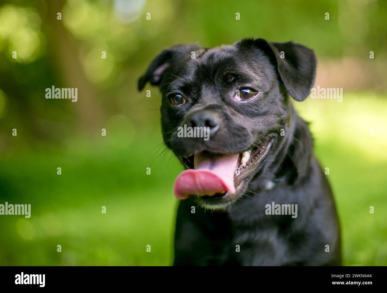 Un cane nero felice che cammina all'aperto Foto Stock
