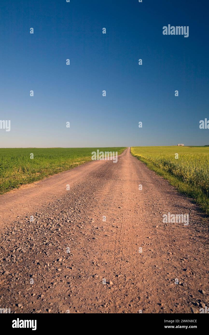 Strada sterrata che attraversa il campo agricolo in estate si dirige in lontananza, Saint-Jean, Ile d'Orleans, Quebec, Canada. Foto Stock