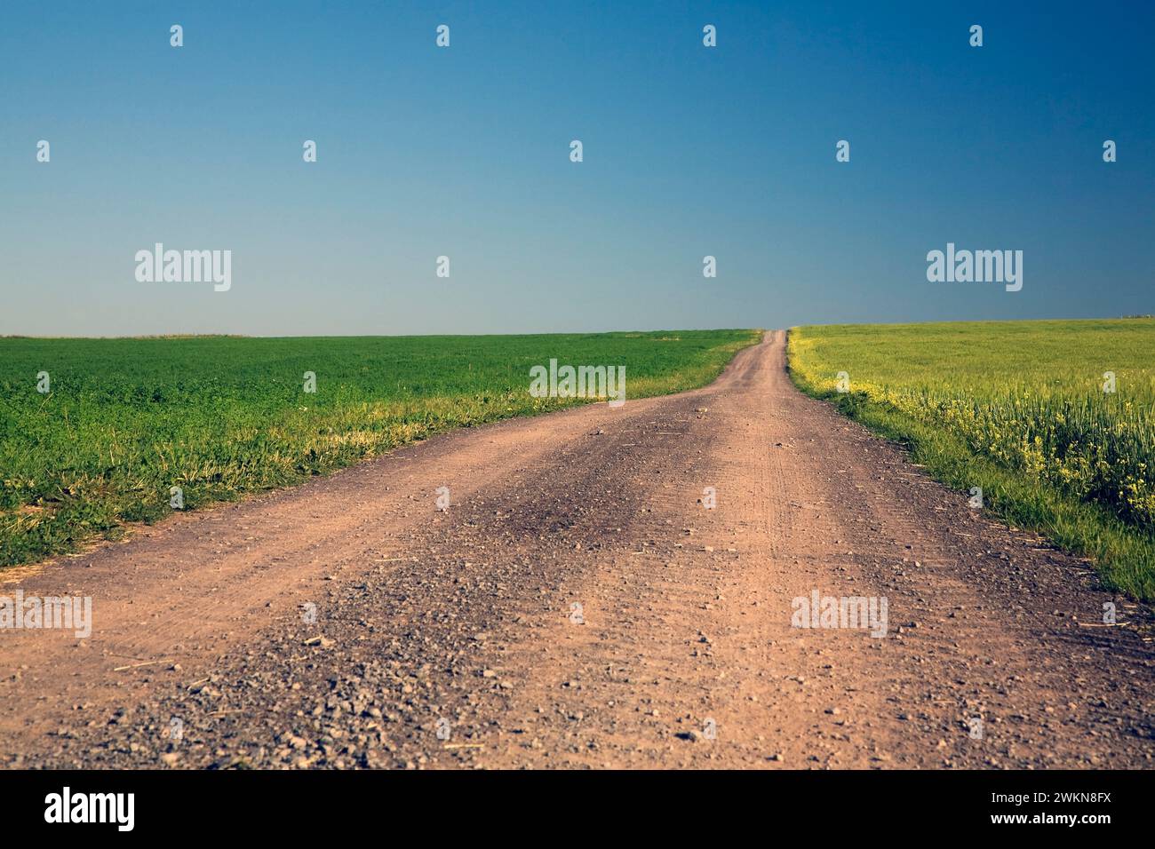 Strada sterrata che attraversa il campo agricolo in estate si dirige in lontananza, Saint-Jean, Ile d'Orleans, Quebec, Canada. Foto Stock