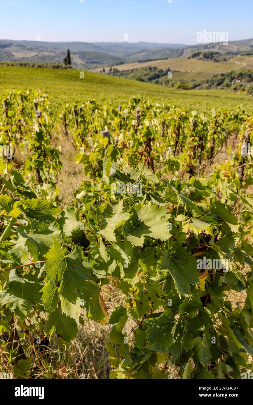 Vigneti come l'autostrada del Chianti in Toscana. Foto Stock