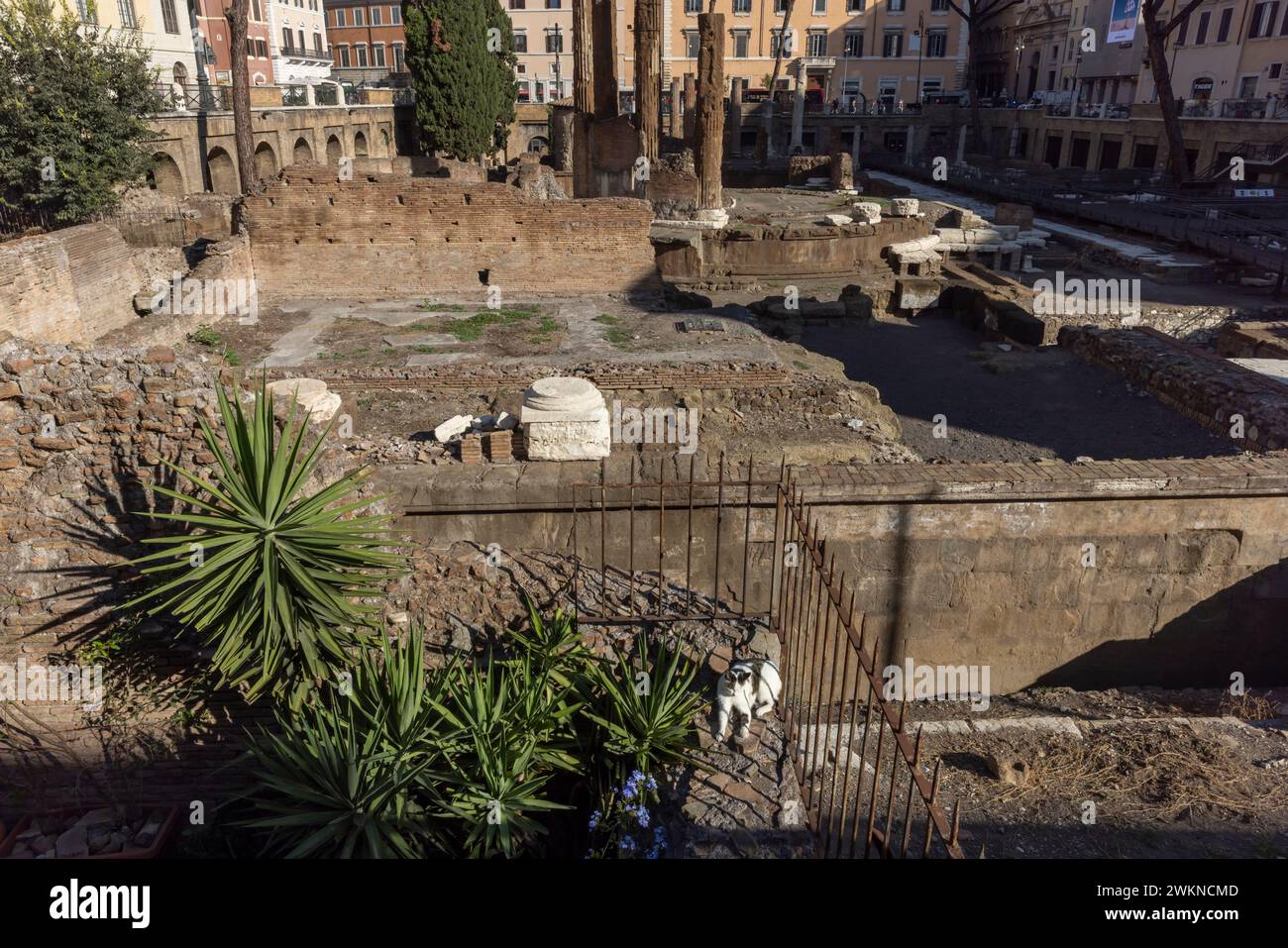 Il santuario dei gatti tra le rovine di Roma, in Italia, dove youÕll trovano cura per i gatti che vivono all'interno delle rovine conosciute come area Sacra di largo Argentina Foto Stock
