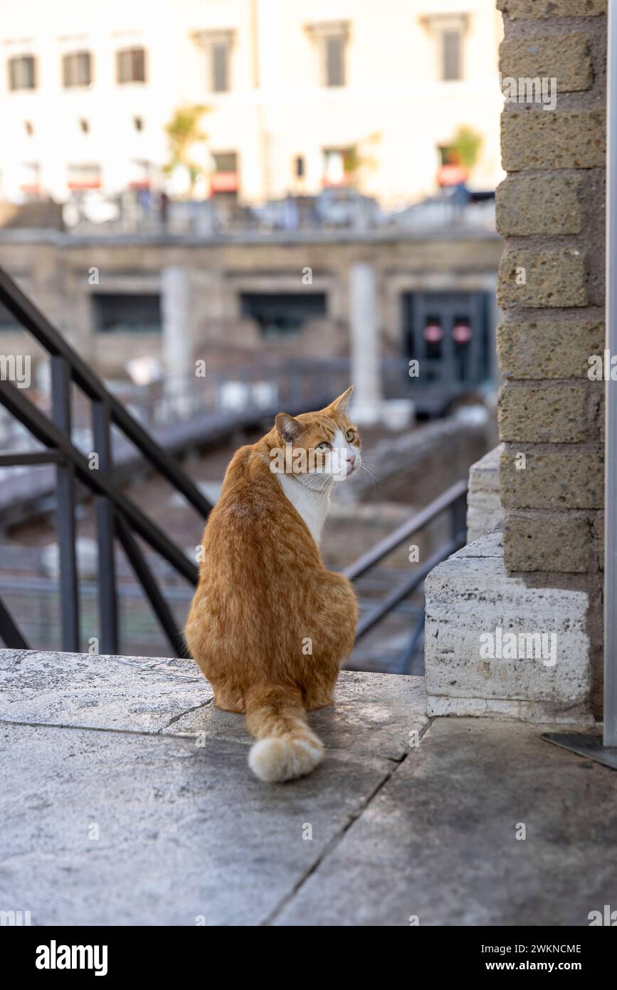 Il santuario dei gatti tra le rovine di Roma, in Italia, dove youÕll trovano cura per i gatti che vivono all'interno delle rovine conosciute come area Sacra di largo Argentina Foto Stock