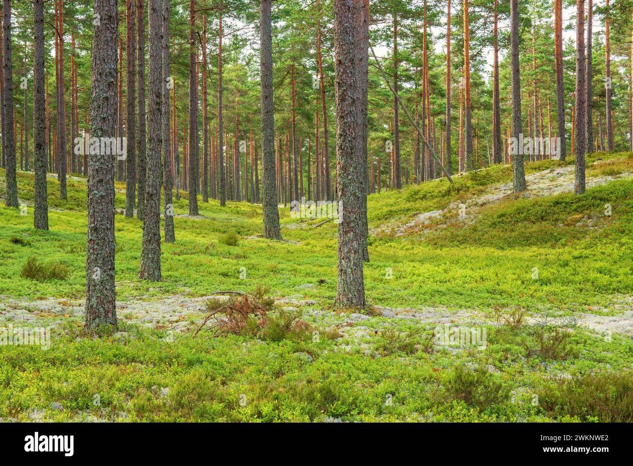 Bosco di pini con licheni della cladonia e cespugli verdi di mirtilli sul fondo della foresta Foto Stock