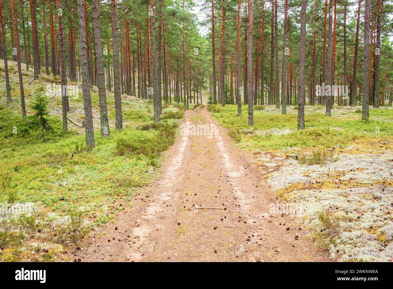 Strada sterrata in un bosco di pini con licheni della cladonia e cespugli verdi di mirtilli sul fondo della foresta Foto Stock