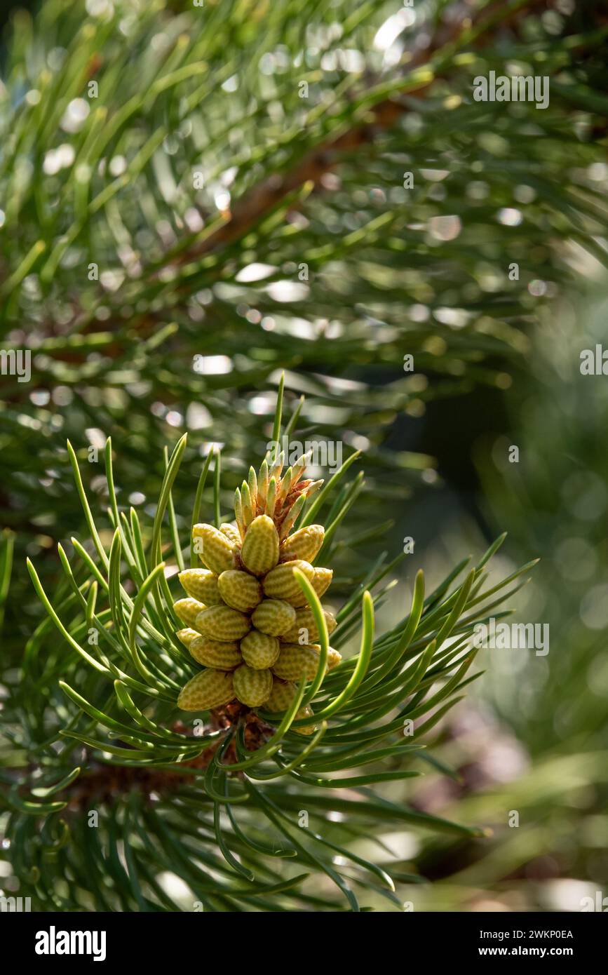 Ramo di pino di Lodgepole con cono maschio, Wallowa Mountains, Oregon. Foto Stock