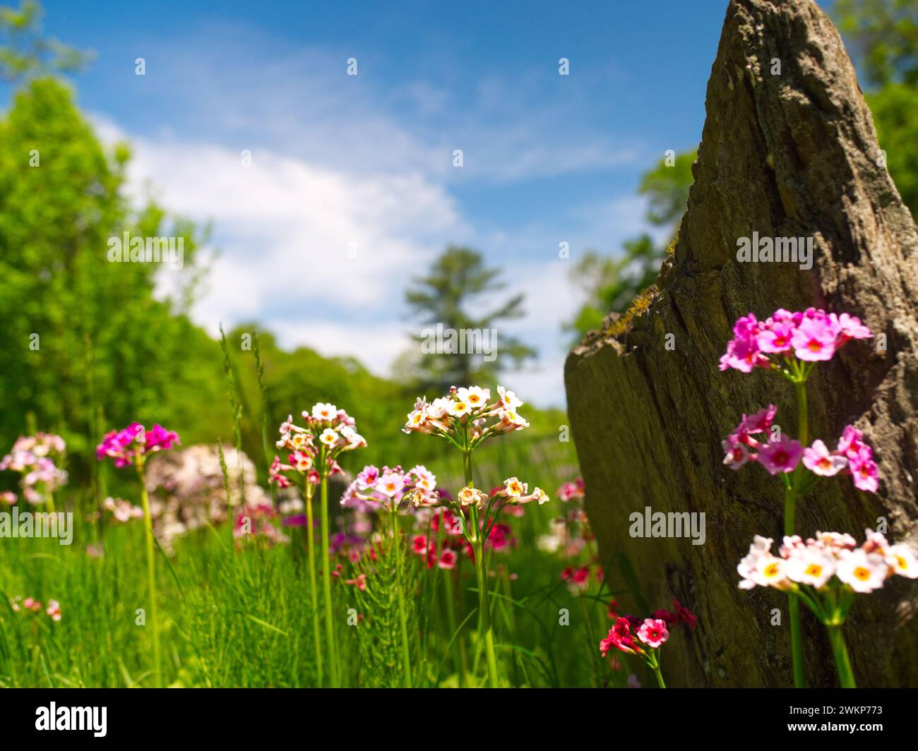 piccoli fiori vivaci e colorati in un prato aperto Foto Stock