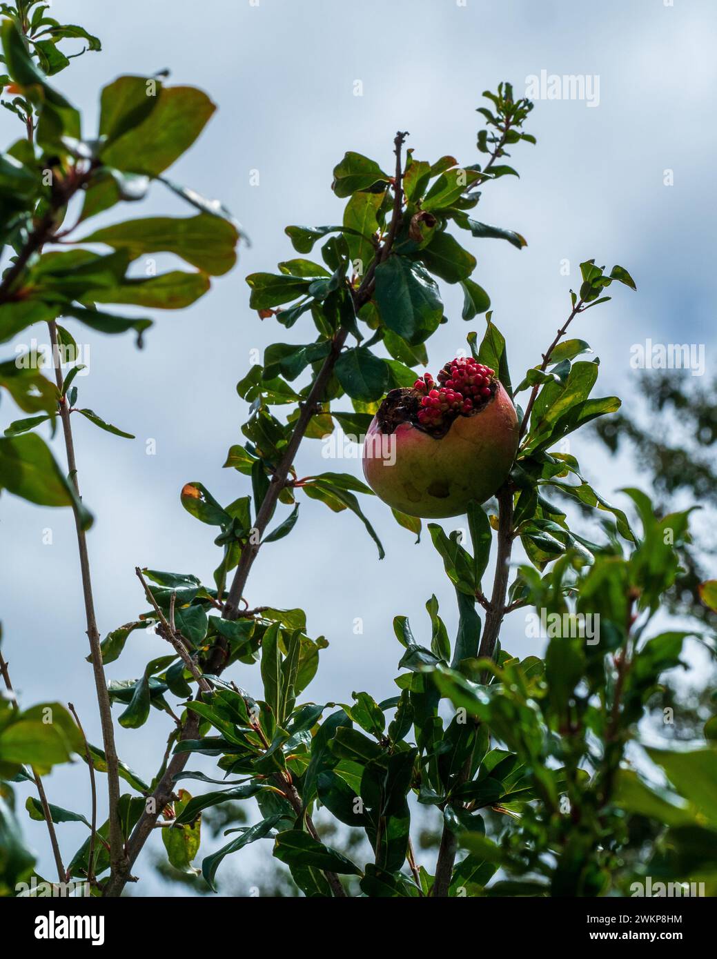 Un frutto di melagrana su un albero, aperto prima della sua maturazione con le arle rosse (semi con polpa circostante) che fuoriescono in cima Foto Stock